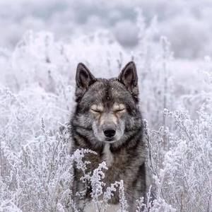 Meet your Posher, Joey